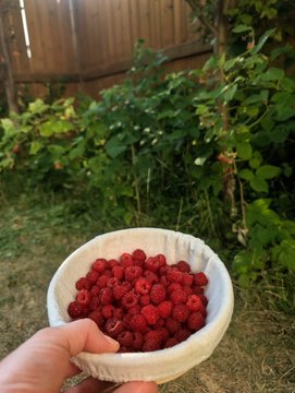 A first-person view of a hand holding a white bowl filled with freshly picked red raspberries in a garden with green foliage and a wooden fence in the background.