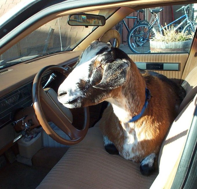 A humorous photo of a brown and white goat sitting in the driver's seat of a vintage car with its head resting against the steering wheel.