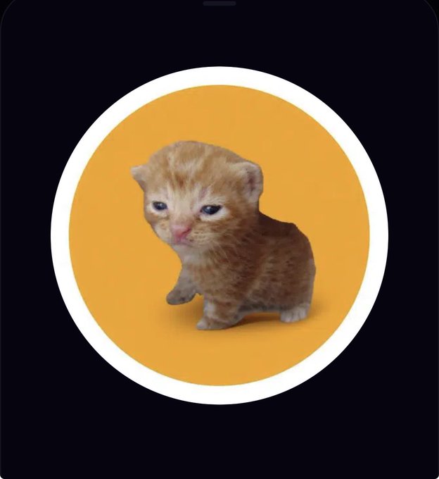 A small orange tabby kitten sits against a yellow circular background with a white border, displayed on a dark screen.