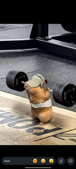 A small hamster wearing a tiny cap and lifting harness struggles to lift a heavy barbell loaded with weight plates in a gym setting.