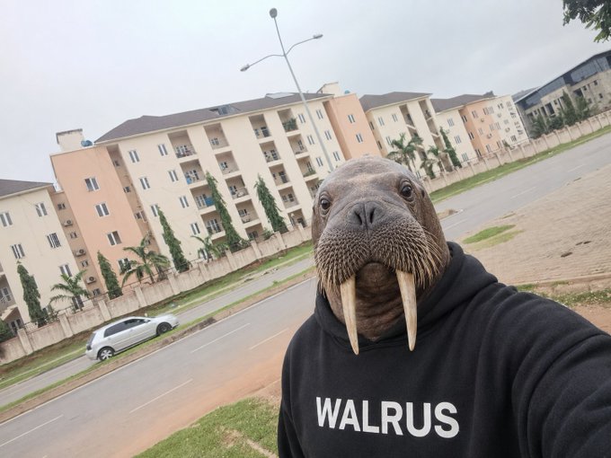 A selfie of a person wearing a walrus mask and a black hoodie with 'WALRUS' printed on it, taken on a road in front of residential apartment buildings.
