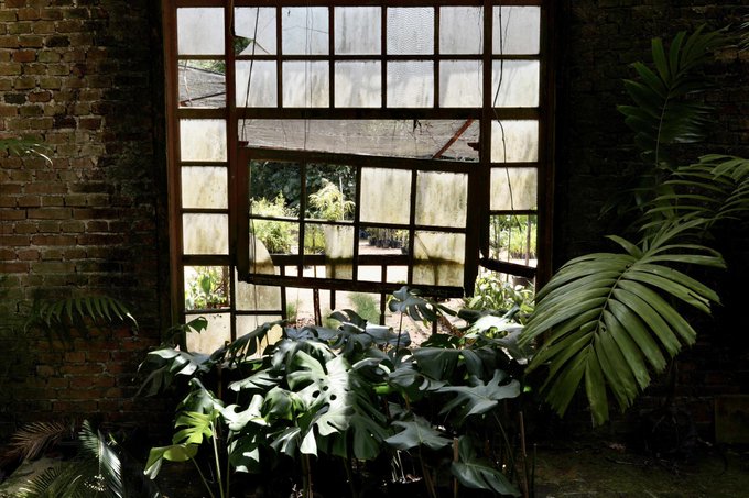 An atmospheric interior scene of a large industrial-style window with tattered curtains overlooking greenery, surrounded by lush monstera and palm plants against exposed brick walls.