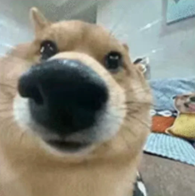 A close-up, distorted selfie-style photo of a Shiba Inu dog with its snout taking up most of the frame, looking up with watery eyes.