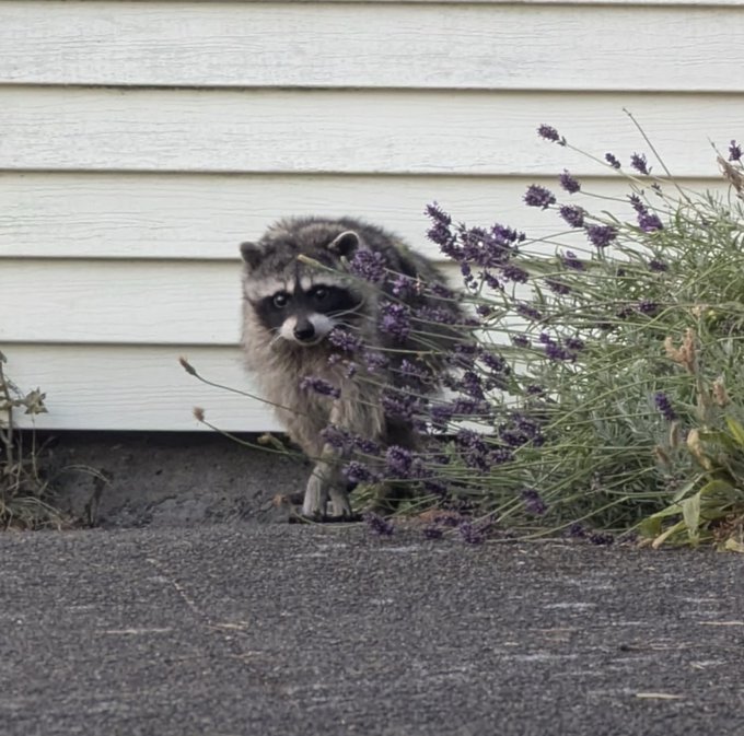 A raccoon peers out from behind a lavender plant next to the white siding of a house.