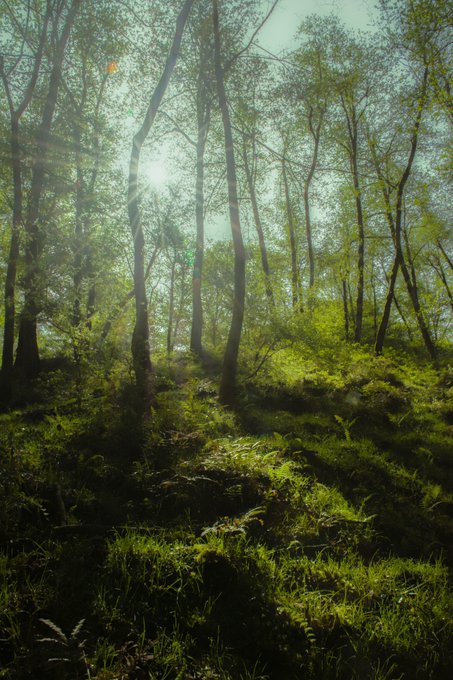 A serene forest scene with sunlight streaming through tall trees, illuminating lush green ferns and foliage on the forest floor.