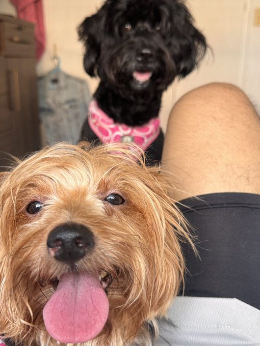 Two dogs pose for the camera: a fluffy tan dog with its tongue out in the foreground and a black curly-haired dog wearing a pink bandana behind it.