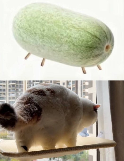 A fluffy green caterpillar-shaped plush or object on sticks is shown above a photo of a fluffy white and gray cat with a similar body shape standing on a cat tree.
