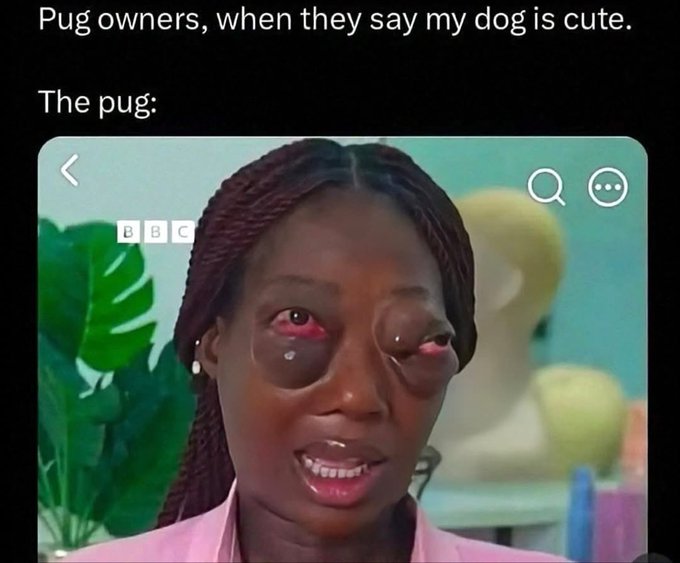 A meme captioned 'Pug owners, when they say my dog is cute. The pug:' showing a screenshot of a woman with severely swollen eyes from a BBC broadcast.