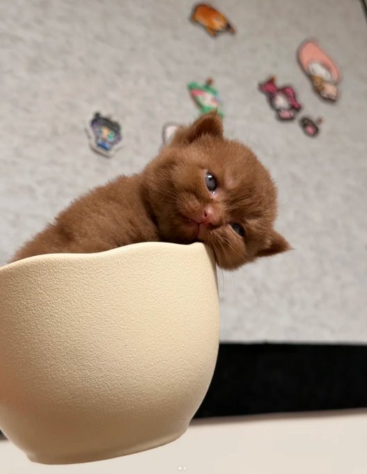 An adorable brown kitten with bright blue eyes rests its head adorably on the edge of a cream-colored bowl or cup, against a wall decorated with colorful cartoon stickers.