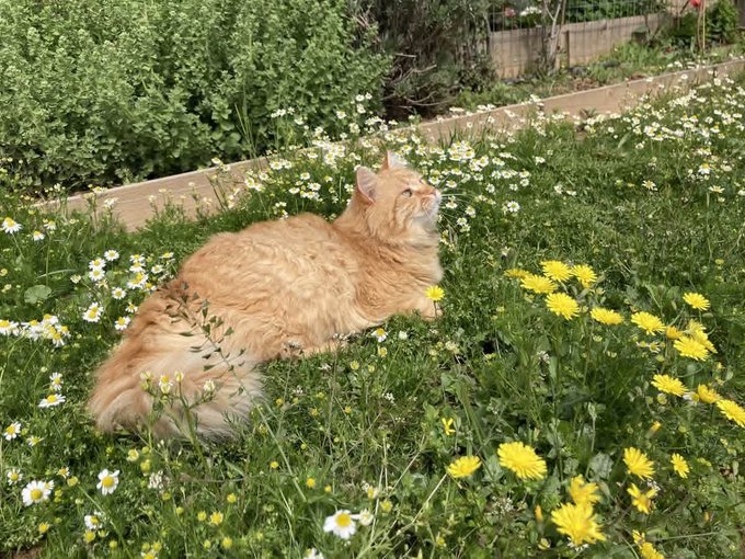 An orange tabby cat lying in a grassy garden filled with yellow dandelions and white daisies.