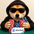 A small dog wearing sunglasses and a black hoodie holding a 'SOLUNIA' sign.