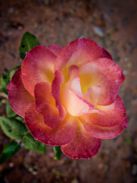 A close-up photograph shows a beautiful rose with pink and yellow gradient petals against a blurred brown background.
