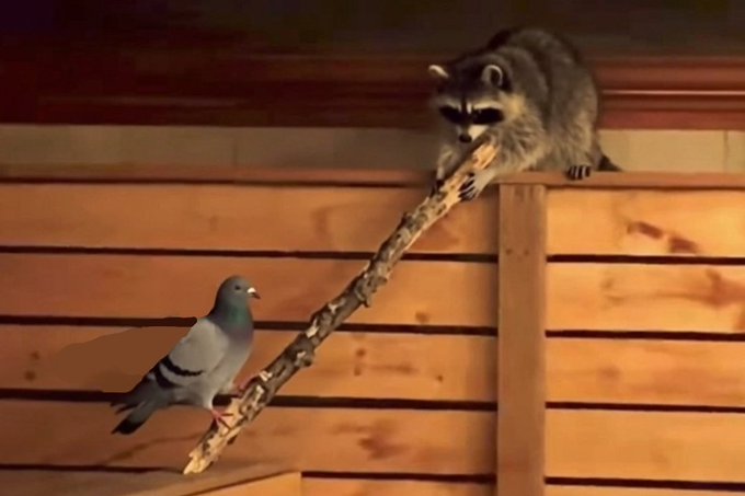 A raccoon perched on a wooden fence peers down at a pigeon standing on a stick, creating a tense standoff between the two animals.