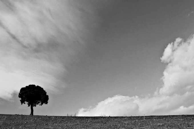 A black and white landscape photograph featuring a lone tree on a hillside under a vast sky with dramatic clouds.