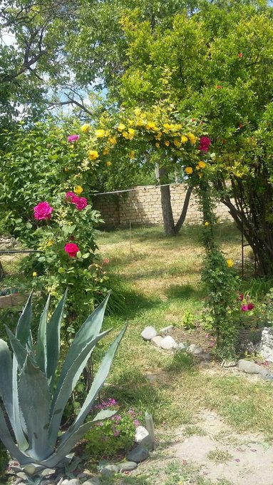 A lush garden scene featuring a rose arch covered in yellow and pink blooms, with an agave plant in the foreground and a stone wall in the background.