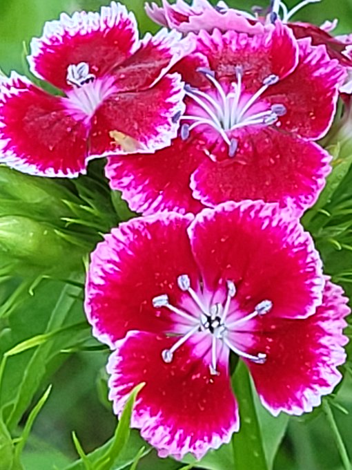 A close-up photograph of vibrant red and white Sweet William flowers with distinctive pinkish-white edges and stamens, set against green foliage.