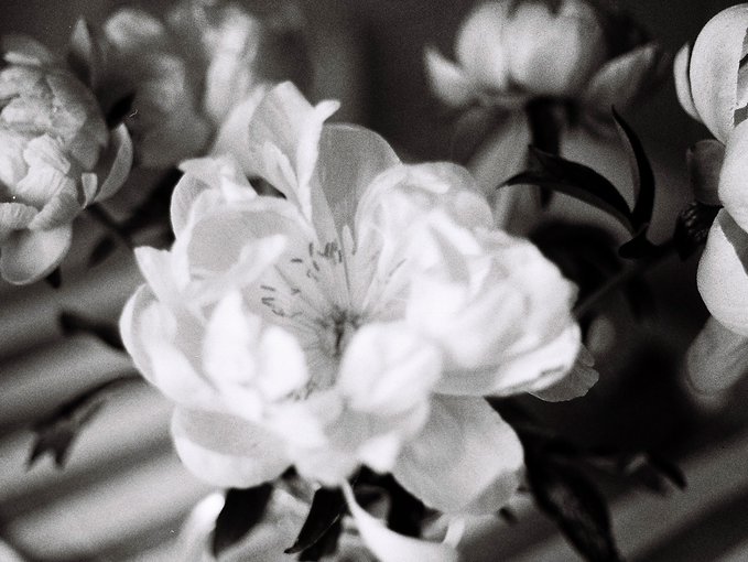 The image features a close-up of a white flower with black spots, which appears to be a peony or a lily. The flower is surrounded by other flowers, creating an interesting contrast between the main subject and its surroundings. The photo has been edited in black and white, giving it a timeless quality that highlights the beauty of the flowers and their intricate details.