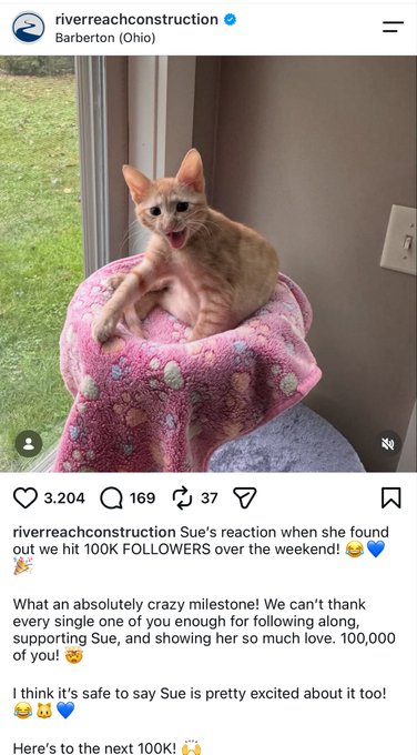 An Instagram post from riverreachconstruction showing a hairless cat named Sue sitting on a pink blanket, celebrating reaching 100K followers.