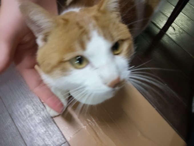 A close-up shot of an orange and white cat being petted by a person's hand, with the cat looking up at the camera on a wooden floor.