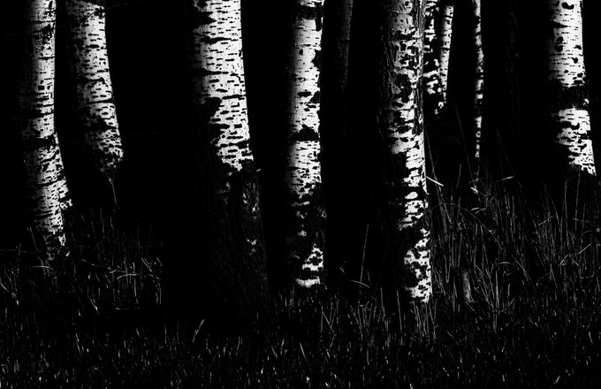 A high-contrast black and white photograph of birch tree trunks in a forest with grass in the foreground.