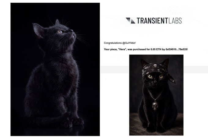 The image displays a stunning photograph of a black kitten named "Hera," alongside a screenshot from Transient Labs congratulating @GuiYildiz for purchasing the piece for 0.05 ETH (transaction 0x7b24910...78b5351). The post celebrates the sale to collector @john_morseworks, who will also receive a complimentary black cat piece titled "Mobster" as a gift.