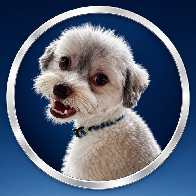 A circular framed photograph of a fluffy white and gray dog with its mouth open, wearing a colorful collar against a blue gradient background.