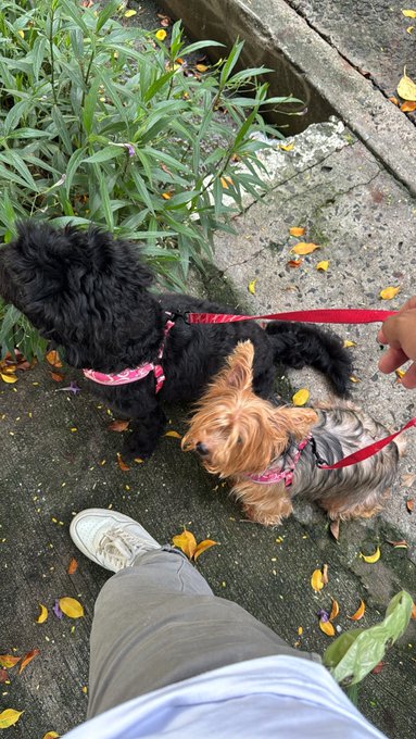 A first-person view looking down at two small dogs on red leashes standing on a sidewalk scattered with yellow leaves, next to a person's gray sneaker.