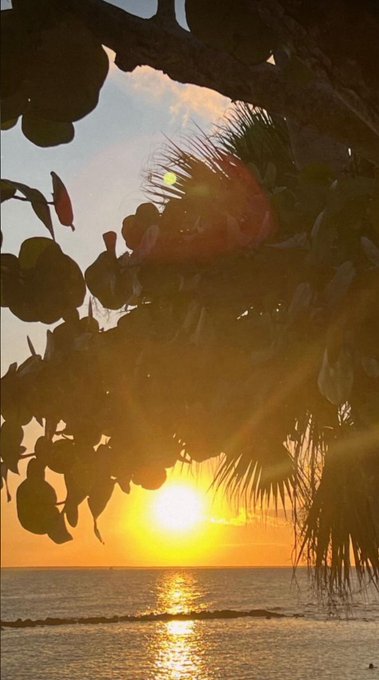 A serene sunset view over the ocean, framed by silhouettes of tropical leaves and palm fronds, with the sun's golden rays reflecting on the water.