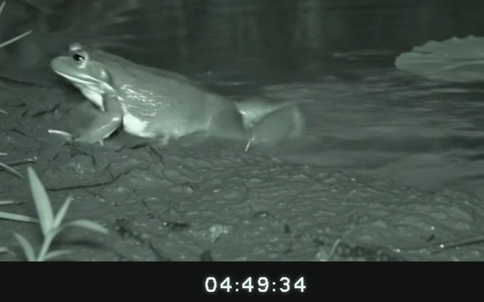 The image shows a fish (appearing to be a barramundi or similar species) partially submerged at the water's edge in what looks like night-vision footage, with a timestamp reading "04:49:34" displayed at the bottom. The imagery metaphorically represents the post's message about a "last four hours countdown" for a pool auction event, symbolizing the final moments before a deadline—like a fish lurking at the surface, waiting to strike or be caught at the closing time.