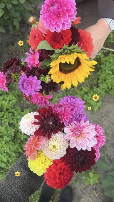 A person holding two vibrant bouquets of freshly cut flowers, including pink and red dahlias, a yellow sunflower, and various zinnias, set against a backdrop of lush green garden foliage.