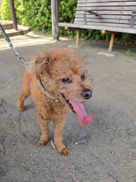 A small brown poodle-mix dog on a leash stands on pavement with its tongue out holding a pink toy, with a wooden bench visible in the background.