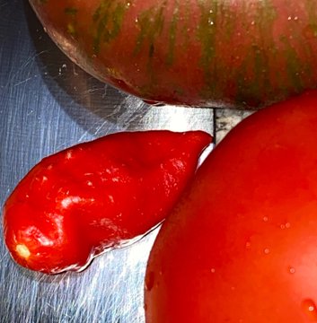 A close-up of a small, red chili pepper sitting on a metal surface next to two red tomatoes.