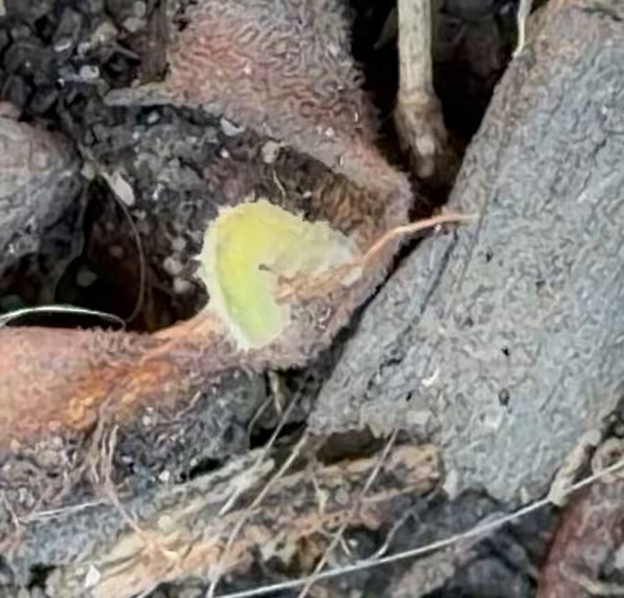None