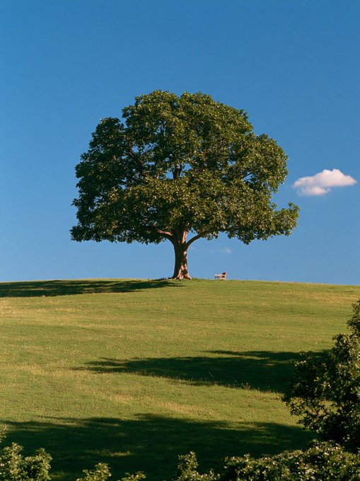 A solitary, lush green tree stands prominently atop a gently rolling grassy hill beneath a vibrant blue sky with a single small cloud, with a tiny bench barely visible at its base.

The image pairs with the whispered "ye———sssss" caption, evoking a quiet, breezy moment of stillness — as if the soft exhale of wind through the leaves is being expressed through the elongated "s" sound.