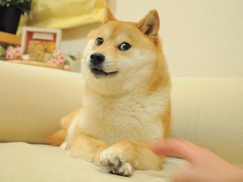 A smiling Shiba Inu dog sits comfortably on a cream-colored couch, being petted by a human hand.