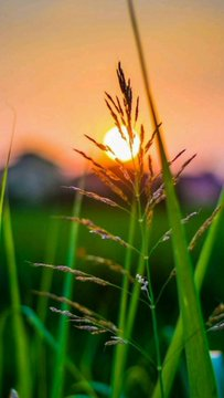 Tall grass silhouetted against a glowing orange sunset, evoking a peaceful weekend morning mood that pairs perfectly with the cheerful "gm fam, happy weekend" greeting from @quipnetwork.