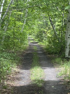 The image shows a dirt road surrounded by trees, leading towards a forested area. The path appears to be well-trodden, suggesting that people have been walking along it for some time. In the background of the photo, there are two posts with messages written on them. One post is located near the center of the image and reads "Good morning and happy Sunday Grateful for another day to improve To grow a lift those around us Let's join Shibo and start the day with purpose". The other post is situated towards the right side of the image, but its content is not visible in this particular frame.