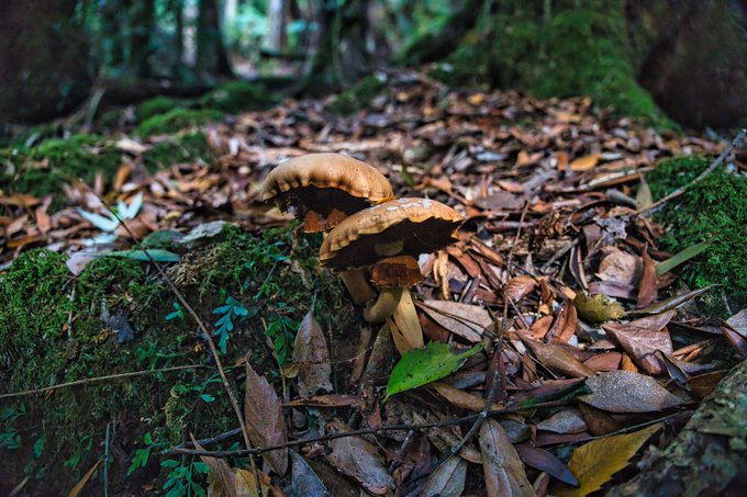 Two brown mushrooms grow from a forest floor covered in fallen leaves and moss, with green ferns and trees visible in the blurred background.