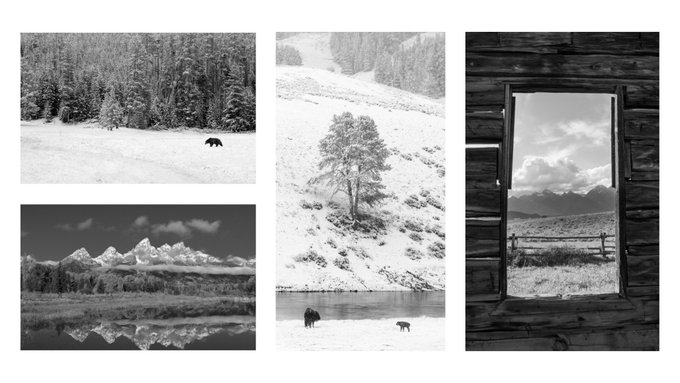 A black-and-white photo collage featuring four images: a bear in a snowy forest, a mountain range reflected in water, a lone tree on a snowy hillside with two animals below, and a view of mountains framed by a wooden window.