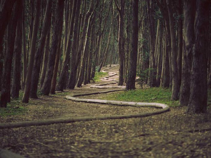 A winding path through a dense forest of tall, thin trees, with a light-colored hose or tube lying curving across the dirt and grass ground.