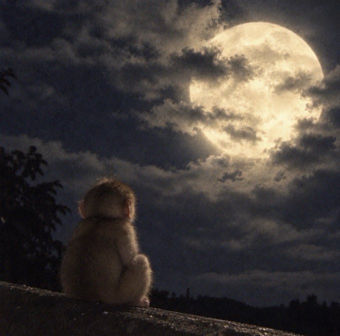 A small monkey sits on a wall silhouetted against a dramatic night sky, gazing up at a large full moon partially obscured by clouds.