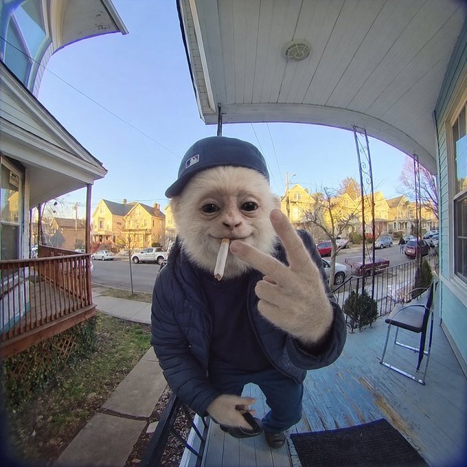 A furry creature in a backwards cap and puffer jacket casually smokes a cigarette while flashing a peace sign on a porch, embodying the "chill, no-stress" vibe of someone ignoring the stock market chaos. The accompanying post asks for undervalued stocks, playing on the creature's unbothered "whatever, man" energy while seeking market bargains.