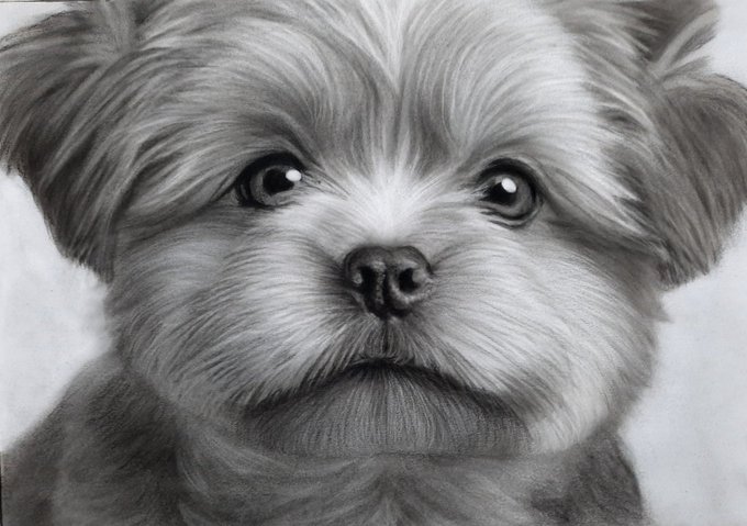 A highly detailed black-and-white pencil drawing portrays the face of a small, fluffy dog with large, expressive eyes.