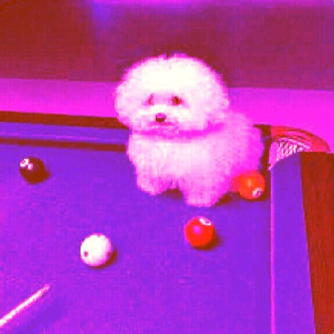 A small white fluffy dog sits on a pool table surrounded by billiard balls under bright pink lighting.