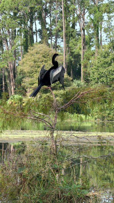 A black anhinga or cormorant perched on a thin tree branch with spread wings drying in the sun, set against a backdrop of a tranquil lake and lush green forest.