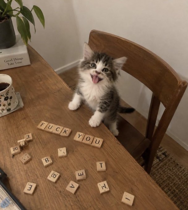 A fluffy gray and white kitten sits on a wooden chair at a table, mouth open as if speaking, with Scrabble tiles spelling "FUCK YOU" arranged in front of it alongside other scattered tiles. The kitten's defiant pose humorously mirrors the post's grumpy sentiment about a rough market day, with the tiles conveying the frustration the poster feels toward the poor burger performance.