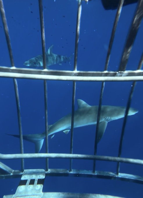 Two sharks swim in deep blue waters, viewed through the metal bars of a shark cage—likely a striking moment from a "Good morning" greeting taken during a sunrise shark cage dive.