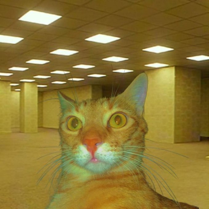 A close-up of a brown tabby cat with green eyes looking directly at the camera in what appears to be a beige backrooms-style empty room with ceiling lights.