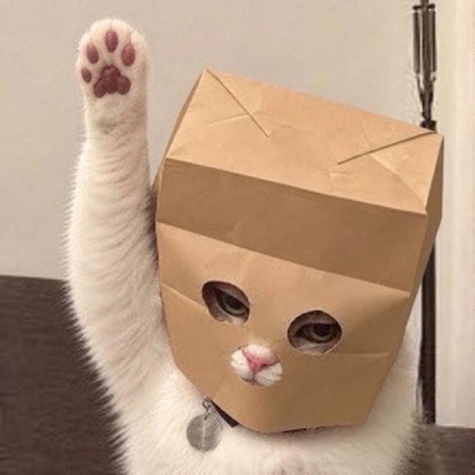 A white cat waves its paw triumphantly while wearing a paper bag on its head, captioned by a crypto post bragging about holding $ZCAT for five days and making $288/hour, with the "invisible cat in a bag" gag humorously mirroring the speculative, blind faith gamble of meme coin investing.