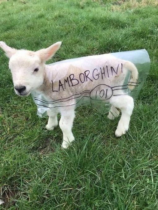 The image features a small lamb standing in a grassy field, wearing a plastic bag that has been transformed into a hat with the words "Lamborghini!" written on it. The lamb appears to be enjoying its time outdoors, surrounded by nature.